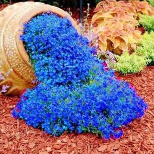 Rote Kriech-Thymian Samen – Mehrjährige, Winterharte Bodendecker-Pflanze, Thymus Serpyllum Blumensamen für Garten, Balkon und Landschaftsgestaltung (400pcs Blau)